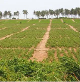 Figure 14.  Lettuce planted on ridges.  
