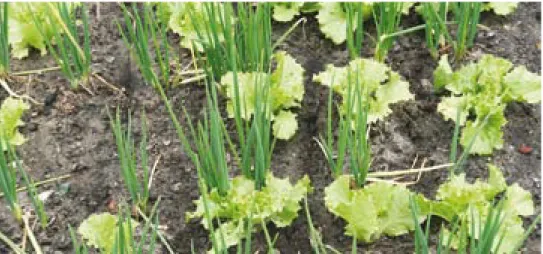 Figure 15.  Vegetables planted on flat land, lettuce and onion intercropped.  