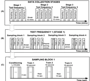 Figure 2Schematic indication of stimulation procedures. (A) Three stimulation frequencies in separate test stages.(B) Muscle stimulation protocol during one data collection stage