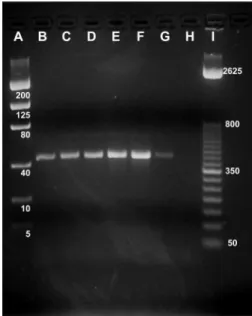 Fig. 2. Sample gel from multiplex PCR testing different Pl. ficus stages showing (A) DNA mass ladder (in  nano-grams), (B) adult male (C) Þrst-instar nymph, (D)  second-instar nymph, (E) third-second-instar nymph, (F) adult female, (G) egg, (H) negative wa
