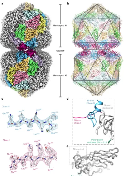 Fig. 1 The structure of Ageratum yellow vein virus. a EM density for AYVV at 3.3 Å resolution