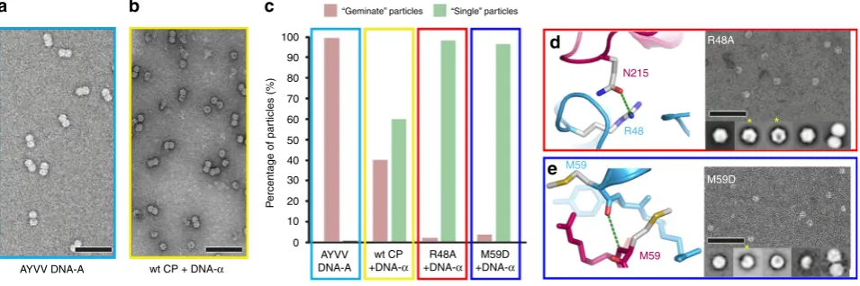 Fig. 2 Building a geminate capsid. a Rear half of the EM density for AYVV at 3.3 Å resolution
