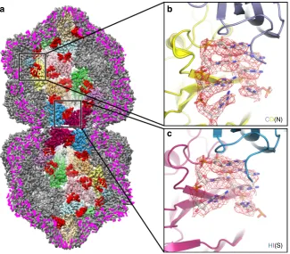 Fig. 4 Single-stranded DNA binding.magenta for clarity. Two D5 asymmetric units are shown at the back of the capsid (colored as in Fig