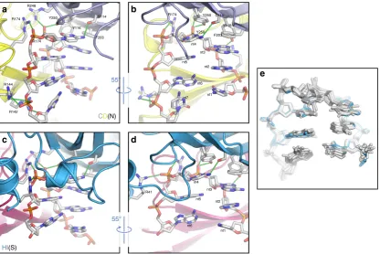 Fig. 5 Details of interactions between DNA and CP. The details of the interactions between CP subunits and bound DNA.(H and I)