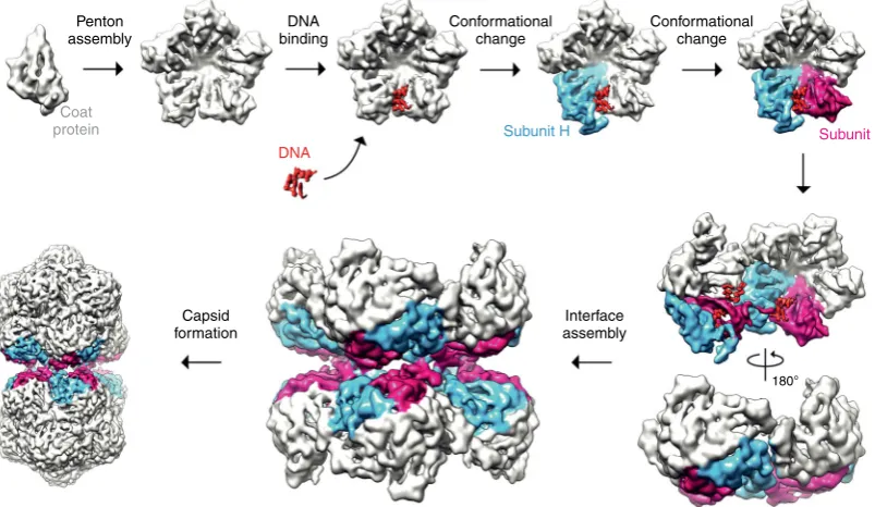 Fig. 6 A model of geminate particle assembly. Five CP subunits assemble into a penton, the building block of the geminate capsid
