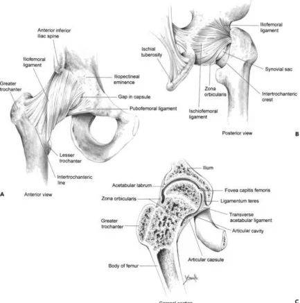 Figure 1-2 - A) Anterior view B) Posterior view C) Coronal section (Permission 