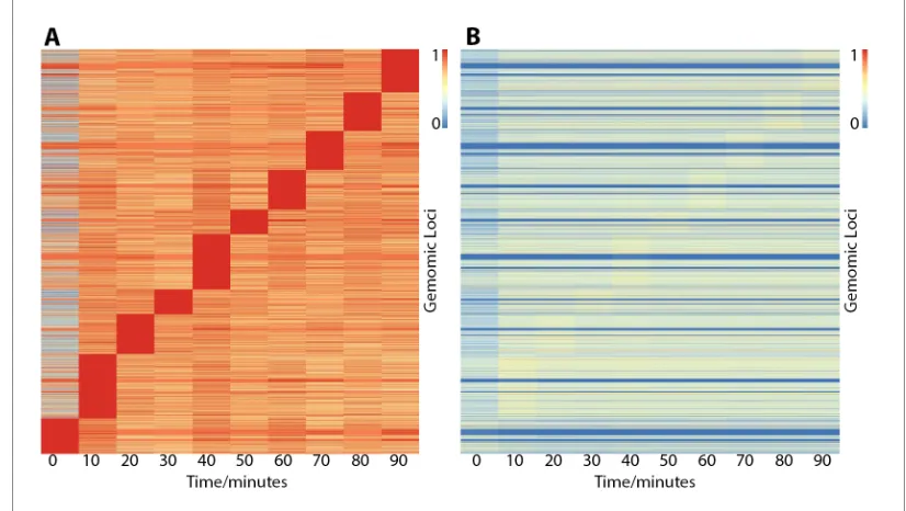 Figure 2. Heatmaps showing ER binding affinity from 0 to 90 min after stimulation with estra-2-diol normalized inat 0 min, consistent with the literature response of MCF7 cells to treatment of estra-2-diol.binding