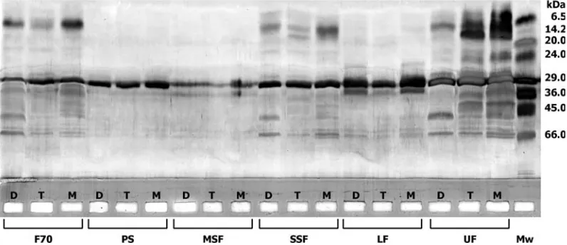 Fig. 6. Silver-stained electrophoregram of proteins from F70, PS, MSF, SSF, LF and UF from durum wheat (lanes D), hard wheat Torka(lanes T) and soft wheat MIB496 (lanes M) extracted with propan-2-ol:0.1M NaCl (ratio 1:1 v/v) and precipitated with acetone
