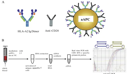 TABLE 1. Selected HLA-A*0201 epitopes for MV and CMV proteins