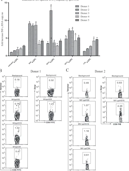 FIG. 3. Analysis of measles-reactive cells. Five HLA-A2-positive donors were analyzed for MV peptide-speciﬁc memory CD8�details, see Materials and Methods
