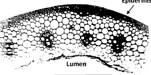 Figure 4. Cross-section of mature barley internode showing the lignified cells just below epidermis