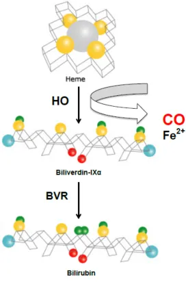 Figure 1.3. Heme degradation pathway. Heme, derived from hemoglobin, is broken 