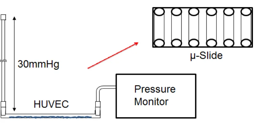 Figure 2.1 The experimental setup for the elevation of hydrostatic pressure 