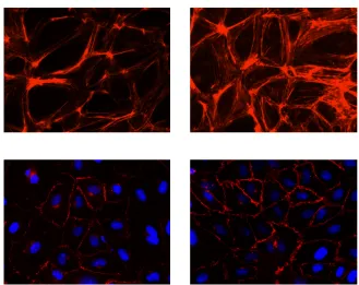 Figure 2.2 The effect of EHP on the expression of F-actin and VE-cadherin in an 
