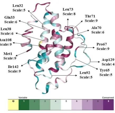 Figure 4. Conservation analysis of IL-2 protein by ConSurf. The color coding bar shows conservation score