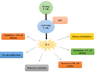 Figure 1. Schematic diagram of Immunoregulatory behaviour of interleukin-2. 