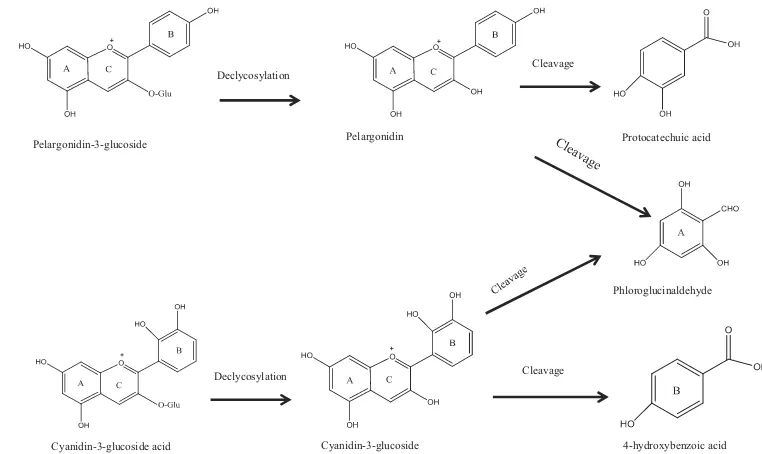 Figure 3. Proposed mechanismfor thermal degradation ofanthocyanins (modified fromSadilova et al., 2007)