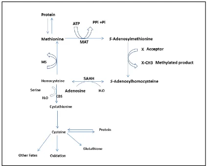 Figure 1.5 Major pathways of methionine and cysteine metabolism in the human 