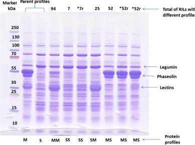 Figure 3.1.1 SDS-PAGE of phaseolin and lectin profiles for the parent lines Morden-003 and SMARC1N-PN1 and the RILs grown in the field in Morden in 2013 (*7r and *52r are repetitions of the neighbour profile)