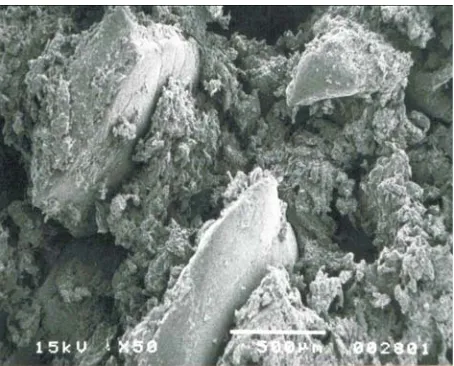 Fig. 13. The influence of moisture content on the macro- (a) and microstructure (b) of the twin screw extrudate: 30% rate of oat bran,extrusion-cooker 2S 9/5, extrusion temperature 180°C, moisture content 33%, die diameter 3.2 mm.