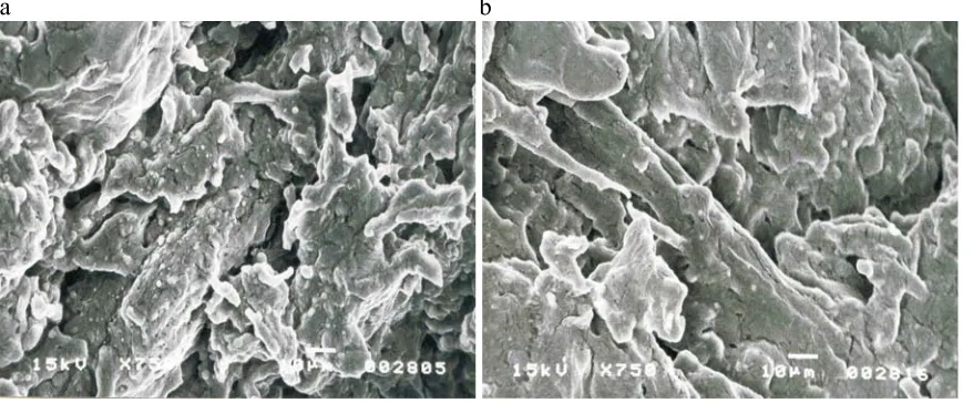 Fig. 15. Microstructure of the lupine extrudate: extrusion-cooker S 45; a) extrusion temperature 120°C, moisture content 15%, diediameter 3 mm; b) extrusion temperature 120°C, moisture content 30%, die diameter 3 mm.