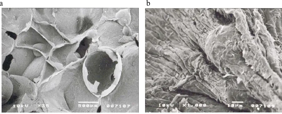Fig. 2. Macro- (a) and microstructure (b) of the single screw extrudate: 9% rate of oat bran, extrusion-cooker S 45, extrusion temperature180°C, moisture content 13.5%, die diameter 3 mm.