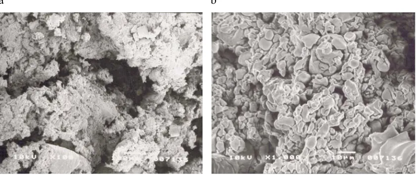 Fig. 5. The influence of oat bran rate on the macro-(a) and microstructure (b) of the twin screw extrudate: 40% rate of oat bran,extrusion-cooker 2S 9/5, extrusion temperature 180°C, moisture content 15%, die diameter 3.2 mm.