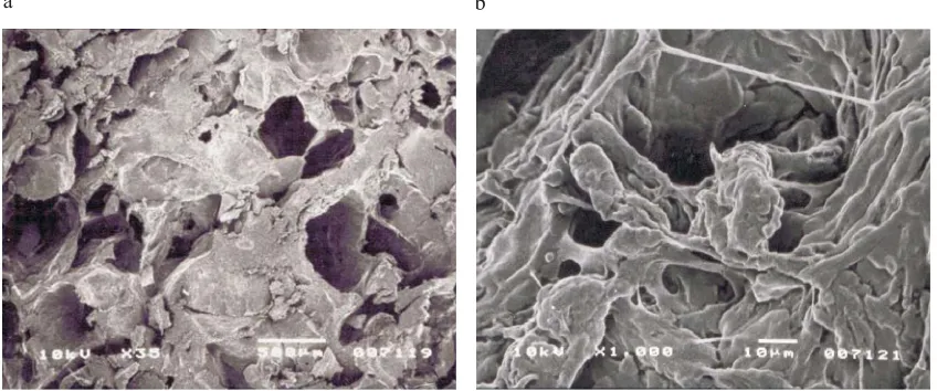 Fig. 9. The influence of extrusion temperature on the macro- (a) and microstructure (b) of the twin screw extrudate: 30% rate of oat bran,extrusion-cooker 2S 9/5, extrusion temperature 120°C, moisture content 24%, die diameter 3.2 mm.