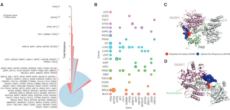Figure 4. Splice-Site-Creating Mutations across Genes and Cancer Types(A) Distribution of splice-site-creating mutations in each gene separated by the total number of mutations in each gene.speciﬁc to LGG and BRCA, respectively.(C) Proteins Timeless (PAB d