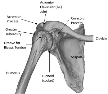 Figure 1.2: Bony anatomy of the shoulder joint 
