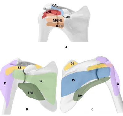 Figure 1.3: Soft tissue structures of the shoulder 