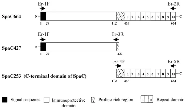 TABLE 1. Primers used for PCR ampliﬁcationa