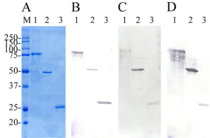 FIG. 2. (A to D) Coomassie blue-stained SDS–12% PAGE gels(A) and immunoblot analysis of puriﬁed recombinant full-length and