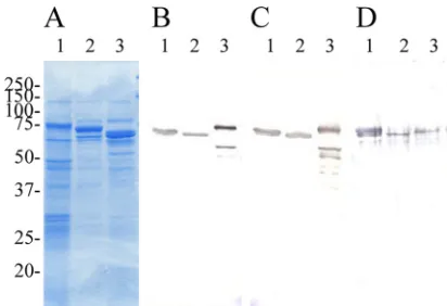 TABLE 2. Active immunization of mice against challenge with various serovar strains of E