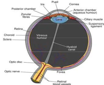Figure 1. Anatomy of a frontal image of the eye (Wolf, 1976). 