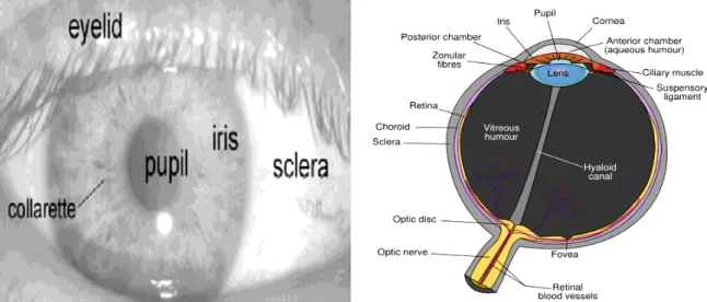 Figure 1. Anatomy of a frontal image of the eye [13]