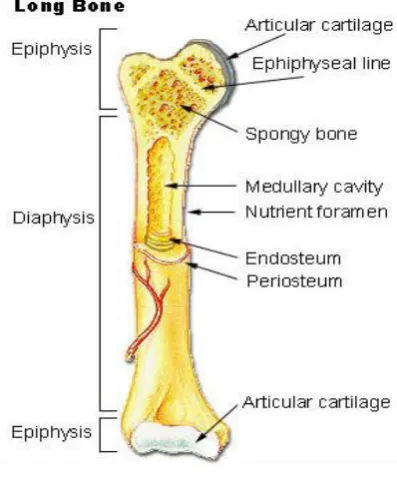 Fig 2: Structure of Bone 