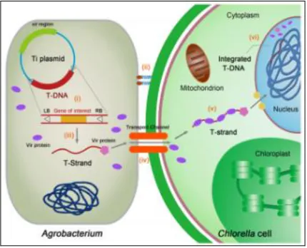 Figure 1.1 - Schematic representation of Chlorella vulgaris transformation by 