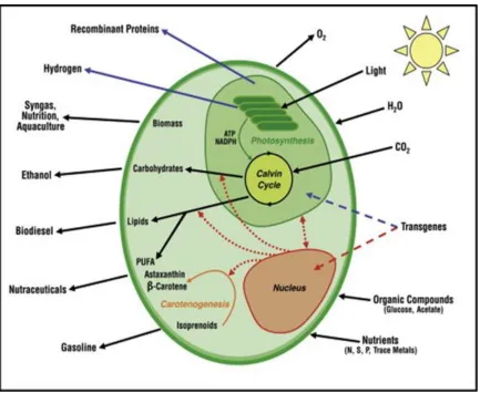 Figure 2.1 – Schematic representation of microalgae. The figure shows the expression of transgene in nucleus and chloroplast