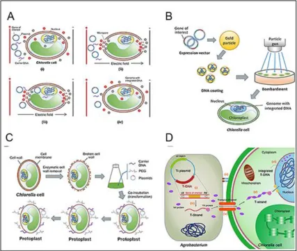 Figure 2.2 - Different transformation techniques of Chlorella sp. (A) Electroporation transformation