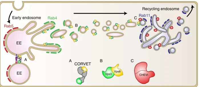 Fig. 6 Model of the proposed function of Vps3 and Vps8 in endosomal recycling. The CORVET complex mediates the fusion between Rab5-positive EEs(A)