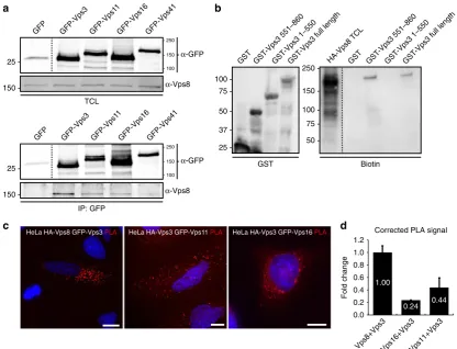 Fig. 2 Vps3 and Vps8 interact with each other. a IPs of GFP-tagged Vps3, Vps11, Vps16 or Vps41 probed for interaction with endogenous Vps8 (GFPcontrol lane shows area around 25 kDa from the same membrane)