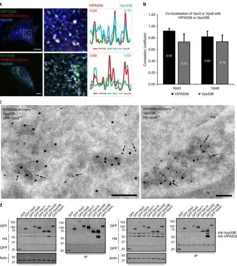 Fig. 3 Vps3 and Vps8 co-localise with the CHEVI complex.HA-VIPAS39 (left panel) or with co-expressed HA-VIPAS39 and HA-Vps33B (right panel) in HeLa cells