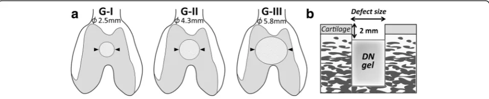 Fig. 1 How to induce cartilage regeneration. a Cylindrical osteochondral defects of the femoral trochlea of 2.5 mm diameter in Group-I (G-I), 4.3mm in Group-II (G-II), and 5.8 mm in Group-III (G-III) were created
