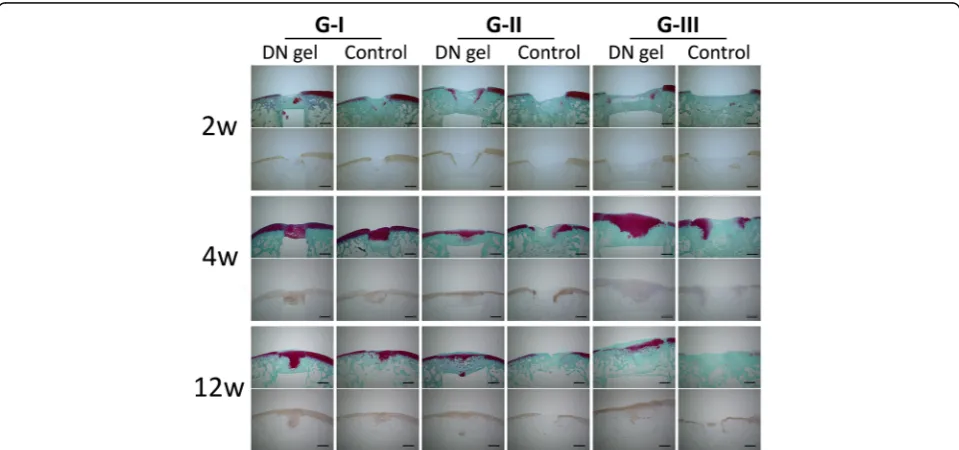 Fig. 2 Gross observations of the joint surface at 2, 4, and 12 weeks. At 2 weeks, the defects in G-I and II with the DN gel were insufficiently filled withpinkish white tissue and other defects were not filled with regenerated tissue
