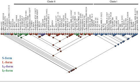 Fig. 6. Proposed evolutionary path of the antimycin BGC. The ancestral antimycin producer likely harboured an L-form gene clusterwhich independently lost either antP, antQ or both of these genes to give rise to the IQ-, IP- and S-form gene clusters, respectively.