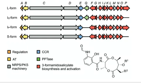 Fig. 1. Schematic representation of L-, Iribosomal peptide synthetase; PKS, polyketide synthase; CCR, crotonyl-CoA carboxylase/reductase; PPTase, phosphopantetheinyltransferase