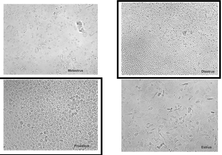 Figure 3.1. Distinctive Context. On conditioning days, rats are injected with either 96 mg/kg LiCl or 0.9% NaCl and immediately placed in this distinctive context for 30 minutes