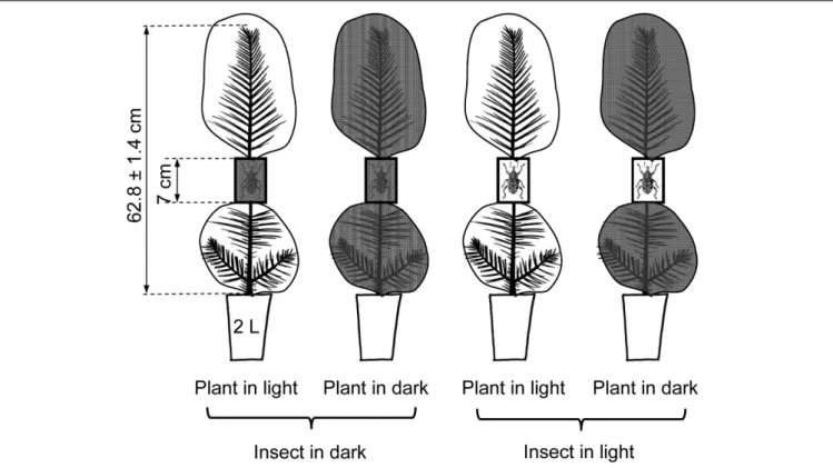 FIGURE 1 | Scheme of the experimental approach showing the factorial application of the light treatments (two levels: complete darkness and natural sunlight) to both the pine and the insects