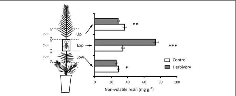 FIGURE 6 | Concentration of non-volatile resin in the upper (Up), experimental (Exp), and lower (Low) parts of the stem of 3-year-old Maritime pine in plants exposed to 6 days of experimental herbivory by the pine weevil and in control plants (non-exposed 